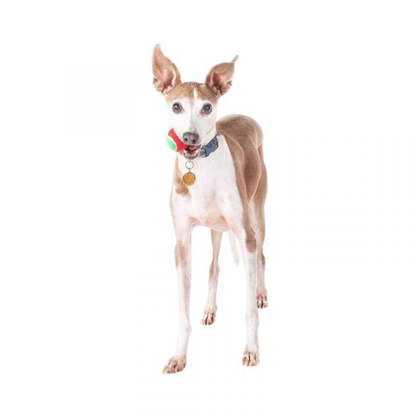 Tennisballen voor hond en kat - opschrift Merry Christmas - maat 50 en 70 mm - set van 3 - Afbeelding 2