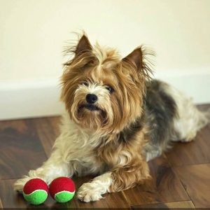 Tennisballen voor hond en kat - opschrift Merry Christmas - maat 50 en 70 mm - set van 3