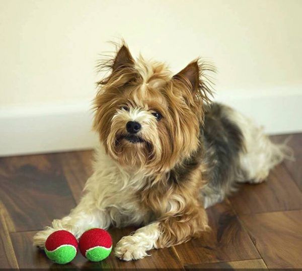 Tennisballen voor hond en kat - opschrift Merry Christmas - maat 50 en 70 mm - set van 3